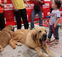 /album/fotogaleria-tigre/tigre-03-jpg/