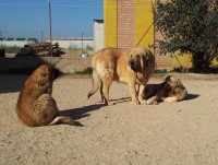 /album/fotogaleria-calaf/calaf-w6-jpg/